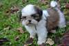 Magnifiques chiots Shih-tzu - photo 2
