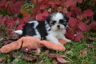 Magnifiques chiots Shih-tzu