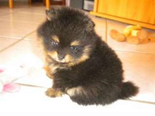 Magnifiques femelle spitz nain