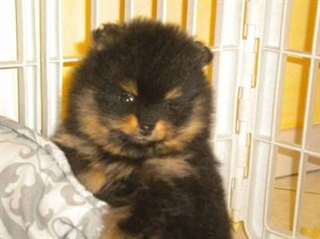 Magnifiques femelle spitz nain