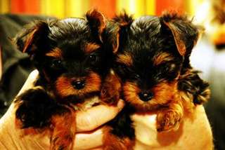 chiots yorkshire pour adoption