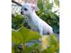 Adoption chihauhua femelle blanche - photo 1
