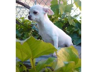 Adoption chihauhua femelle blanche