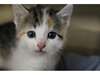 CHATON FEMELLE A DONNER - photo 1