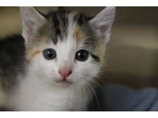 CHATON FEMELLE A DONNER