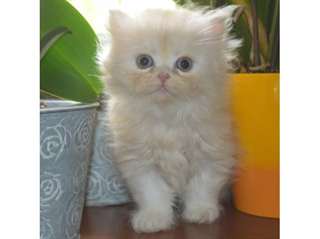 A donner CHATON TYPE PERSAN