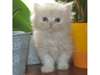 A donner CHATON TYPE PERSAN - photo 1