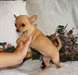 deux Magnifiques chiots type Chihuahua - photo 1