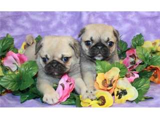 Splendides chiots carlin