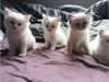Chatons  Ragdoll issus Parents pure race - photo 1