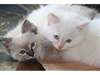 Chatons  Ragdoll issus Parents pure race - photo 2