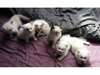 Chatons  Ragdoll issus Parents pure race - photo 3