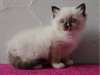 Chatons  Ragdoll issus Parents pure race - photo 4