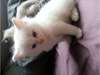 Chatons  Ragdoll issus Parents pure race - photo 5
