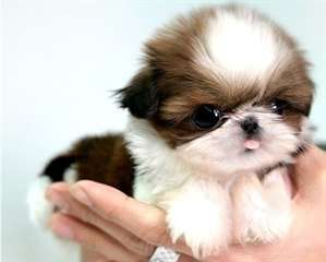 ( jeune femelle et male ) chiots shih tzu dispo .