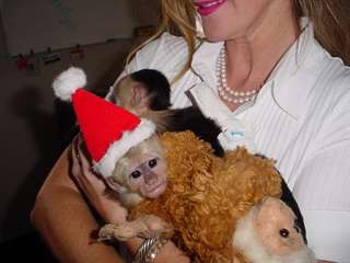 bébés singes capucins disponible!!