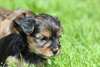 Yorkshire Terrier - photo 2