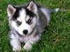 magnique siberian husky disponible pour adoption - photo 1