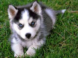 magnique siberian husky disponible pour adoption