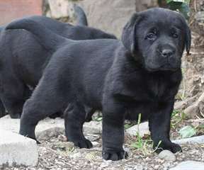 chiots labrador contre bons soins