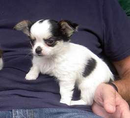 (Cadeau merveilleux) chiots CHIHUAHUA