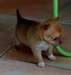 A donner Superbe petit m&#226;le type chihuahua - photo 1
