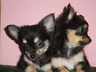 2 chiots CHIHUAHUA mâle et femelle