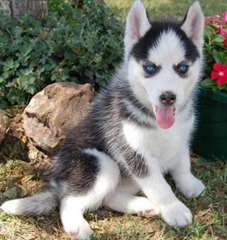chiots Husky sibériens disponible