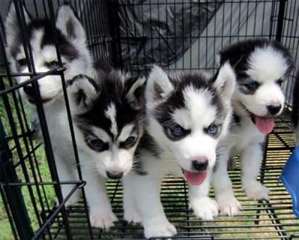 MAGNIFIQUES CHIOTS TYPE HUSKY SIBERIEN