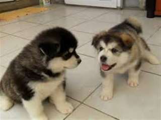 MAGNIFIQUES CHIOTS TYPE HUSKY SIBERIEN