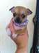 chiots chihuahua LOF poils courts - photo 1