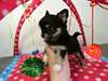 chiots chihuahua LOF poils courts - photo 2