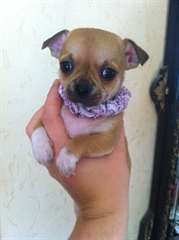 chiots chihuahua LOF poils courts
