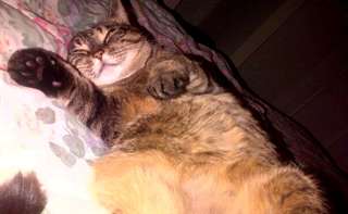 Jolie chatte de 3 ans a donner