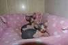 Chatons types sphynx - photo 1