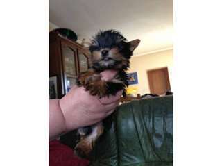 Magnifique Bébés de type yorkshir terrier à donner