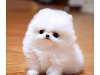 Chiots de race pomeranian theacup