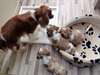 Chiots cavalier king charles - photo 1