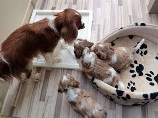 Chiots cavalier king charles
