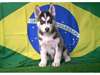 chiots de husky - photo 1