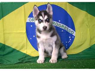 chiots de husky