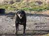 chiots a donner - photo 2