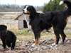 chiots a donner - photo 3