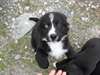 chiots a donner - photo 4