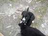 chiots a donner - photo 5