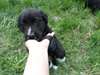 chiots a donner - photo 6