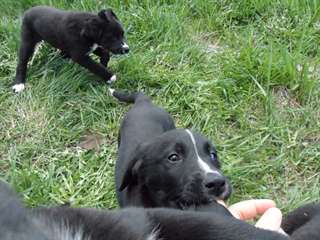 chiots a donner