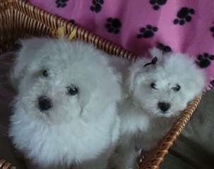 Chiots mâles et femelles Bichon Frise