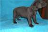 Superbes chiots great dane - photo 1