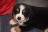 chiots Bouvier bernois lof - photo 2